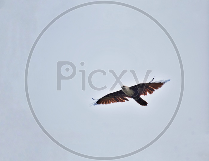 Hawkeye/eagle with wings spread
