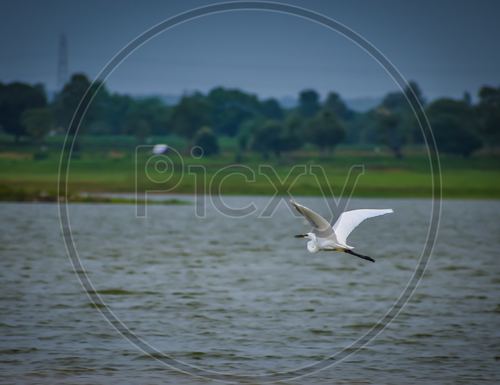 Crane flying over a  water body in greenery