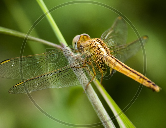 The dragon fly