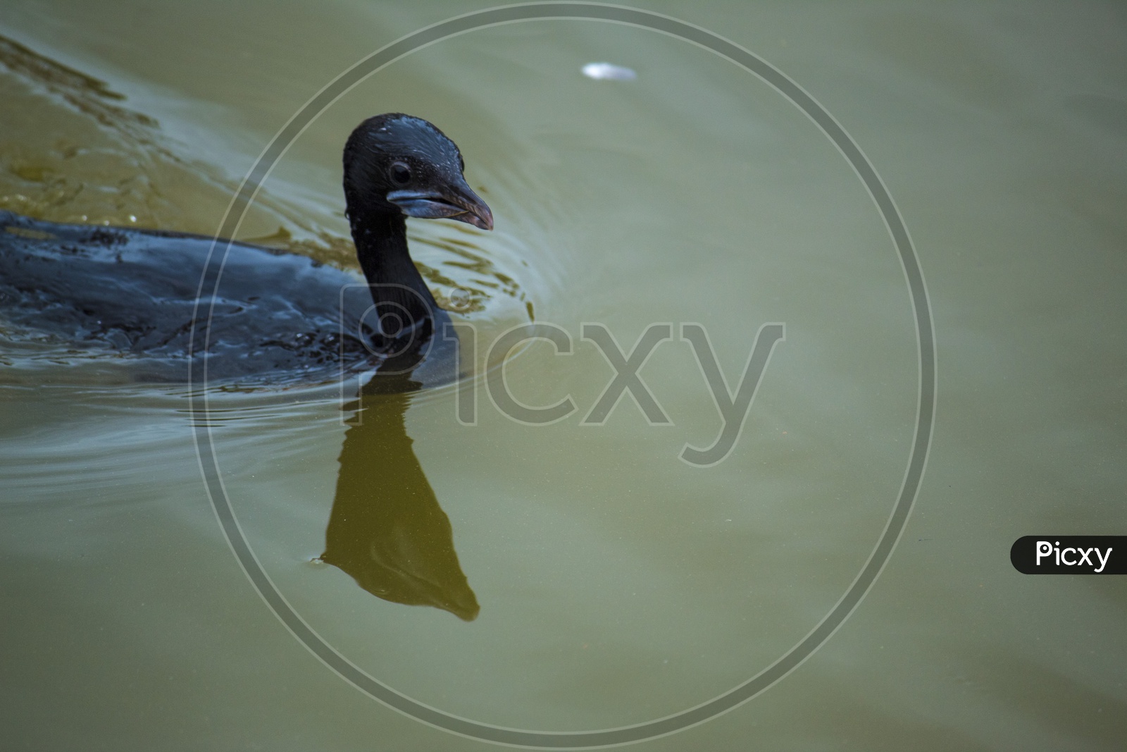 The water duck
