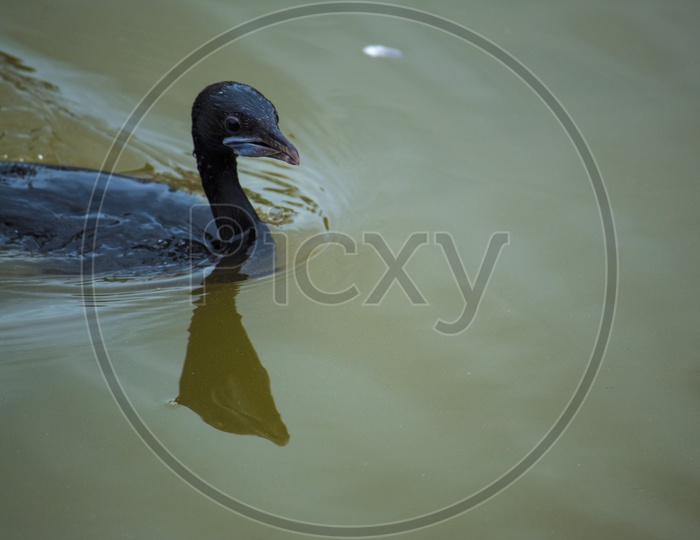 The water duck