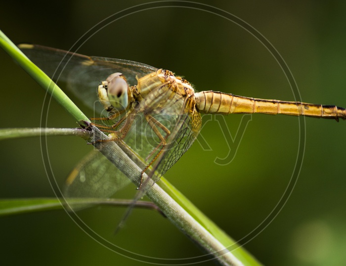 The dragon fly