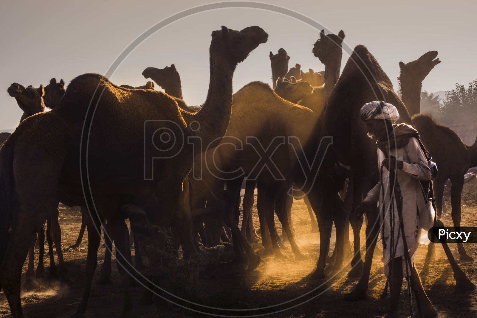 camel Fair
