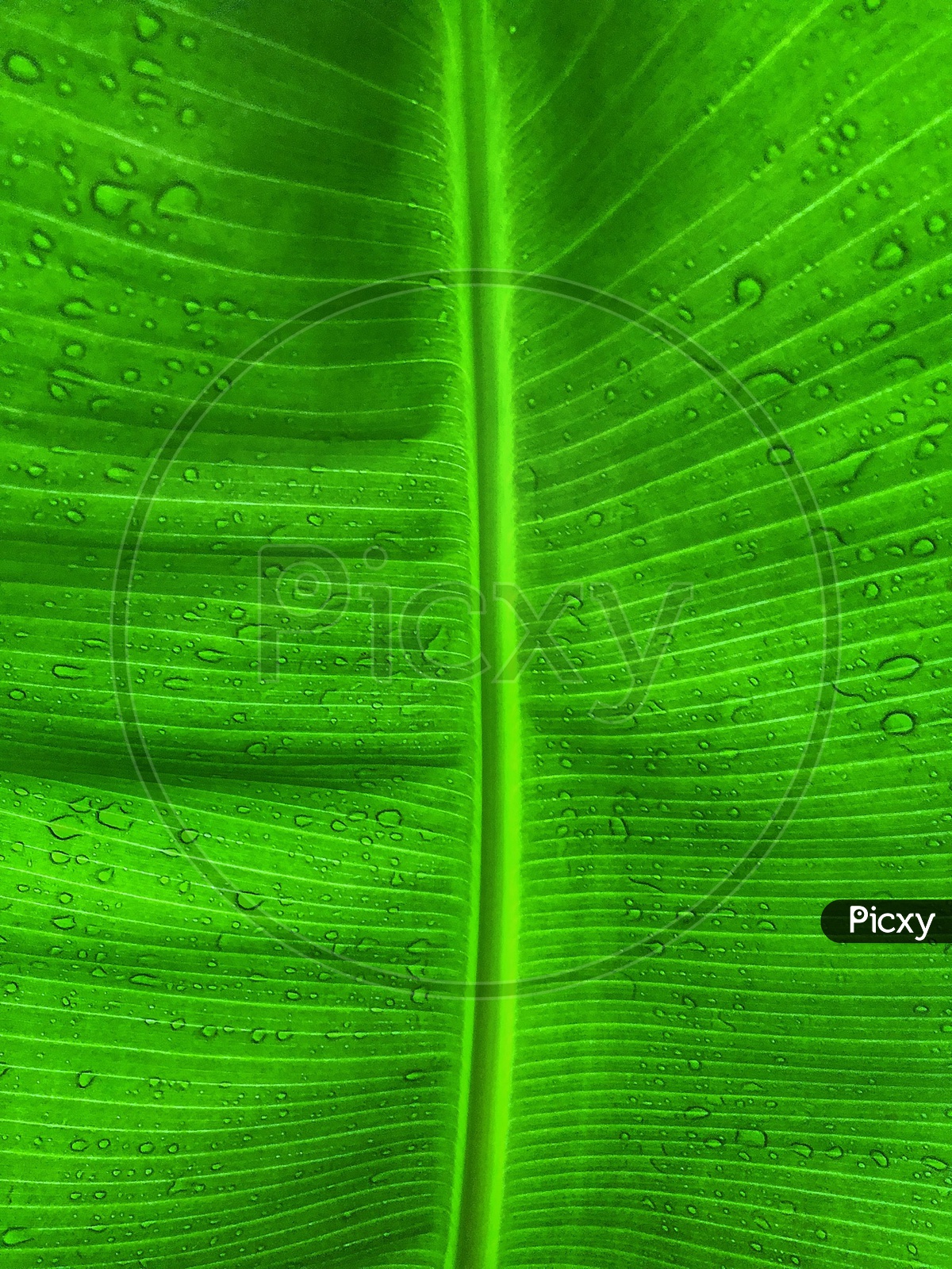 Design of a leaf