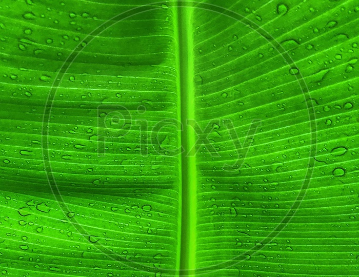 Design of a leaf