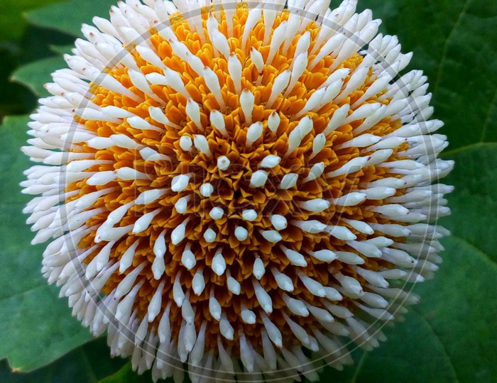 Kadamb flower