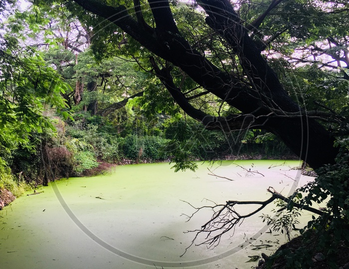 Pond with algal bloom