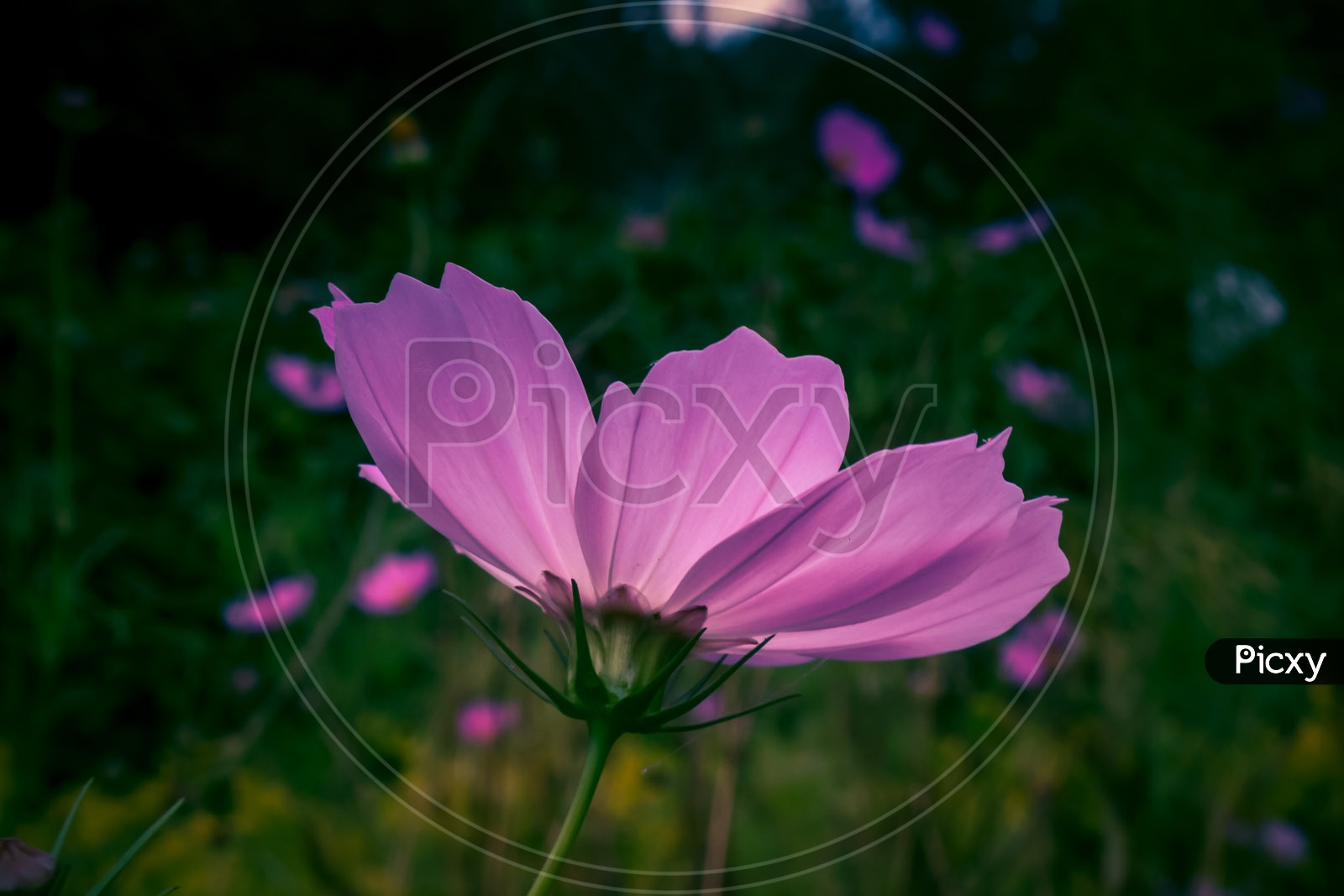 Back view of Pink Cosmos Flower
