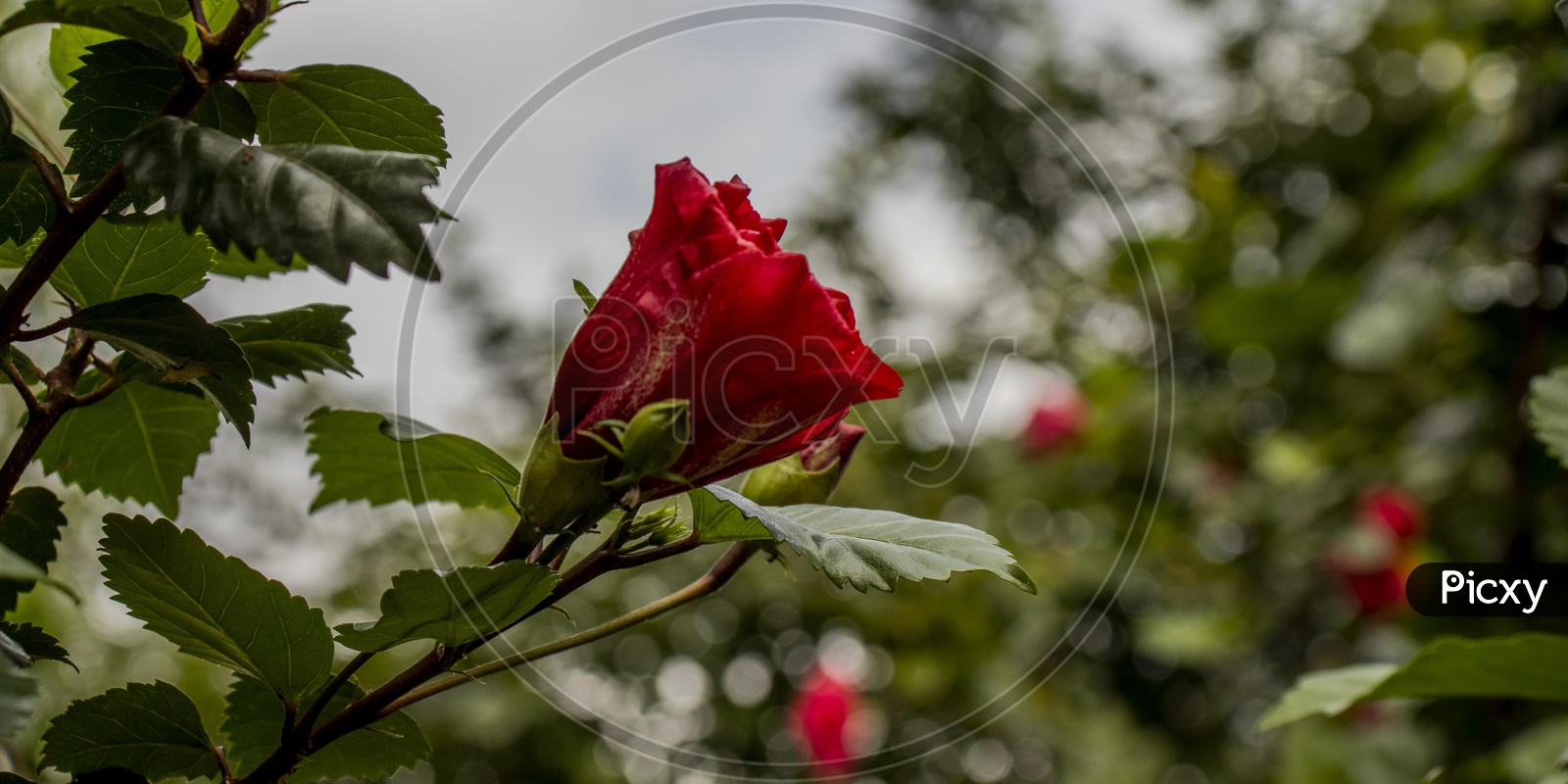 Image of Normal flower-EB418271-Picxy