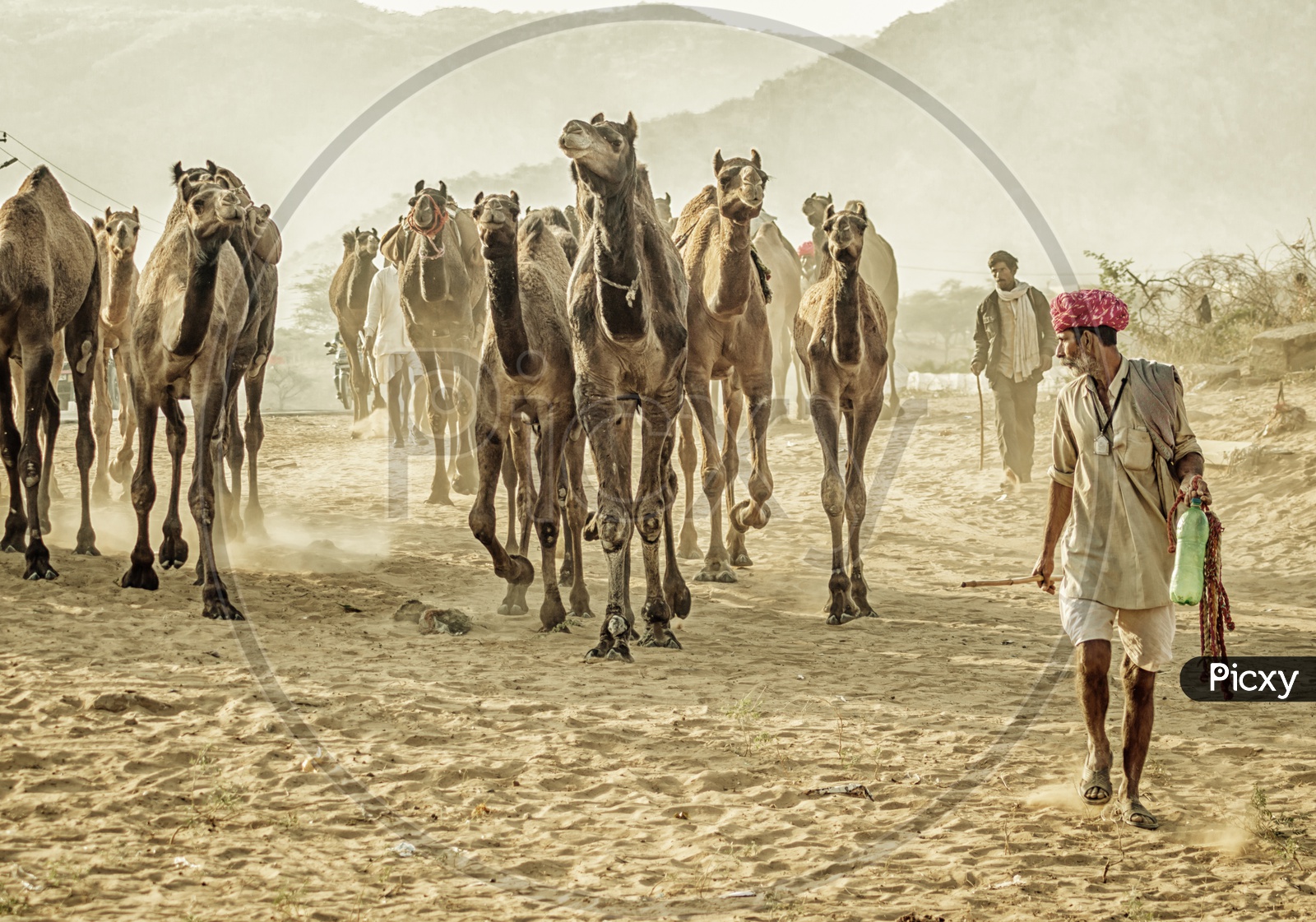 The Turban Man With His herd of Camels.