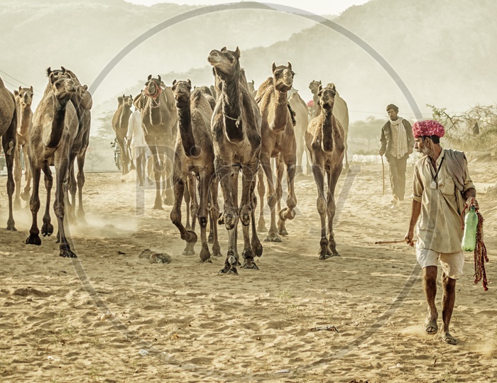 The Turban Man With His herd of Camels.