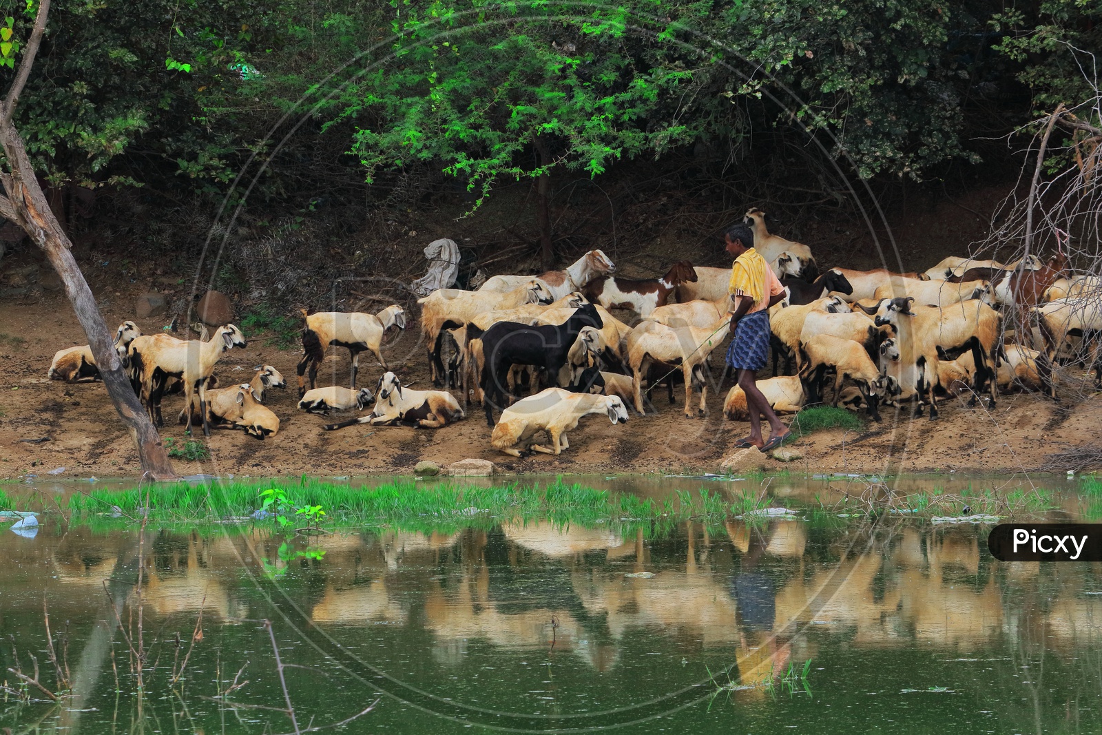 flock of goats at chittoor