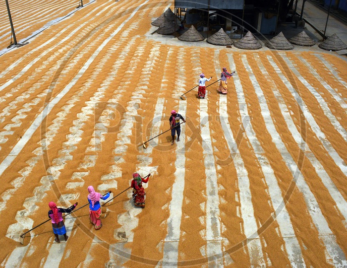 Processing of Rice