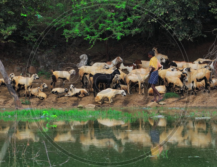 flock of goats at chittoor