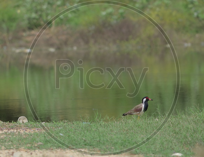 bird  at lake in chittoor