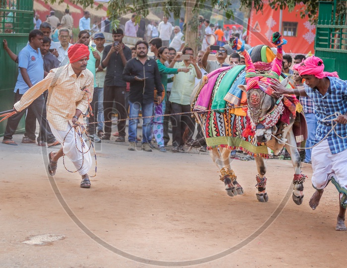 bullfight at Hyderabad