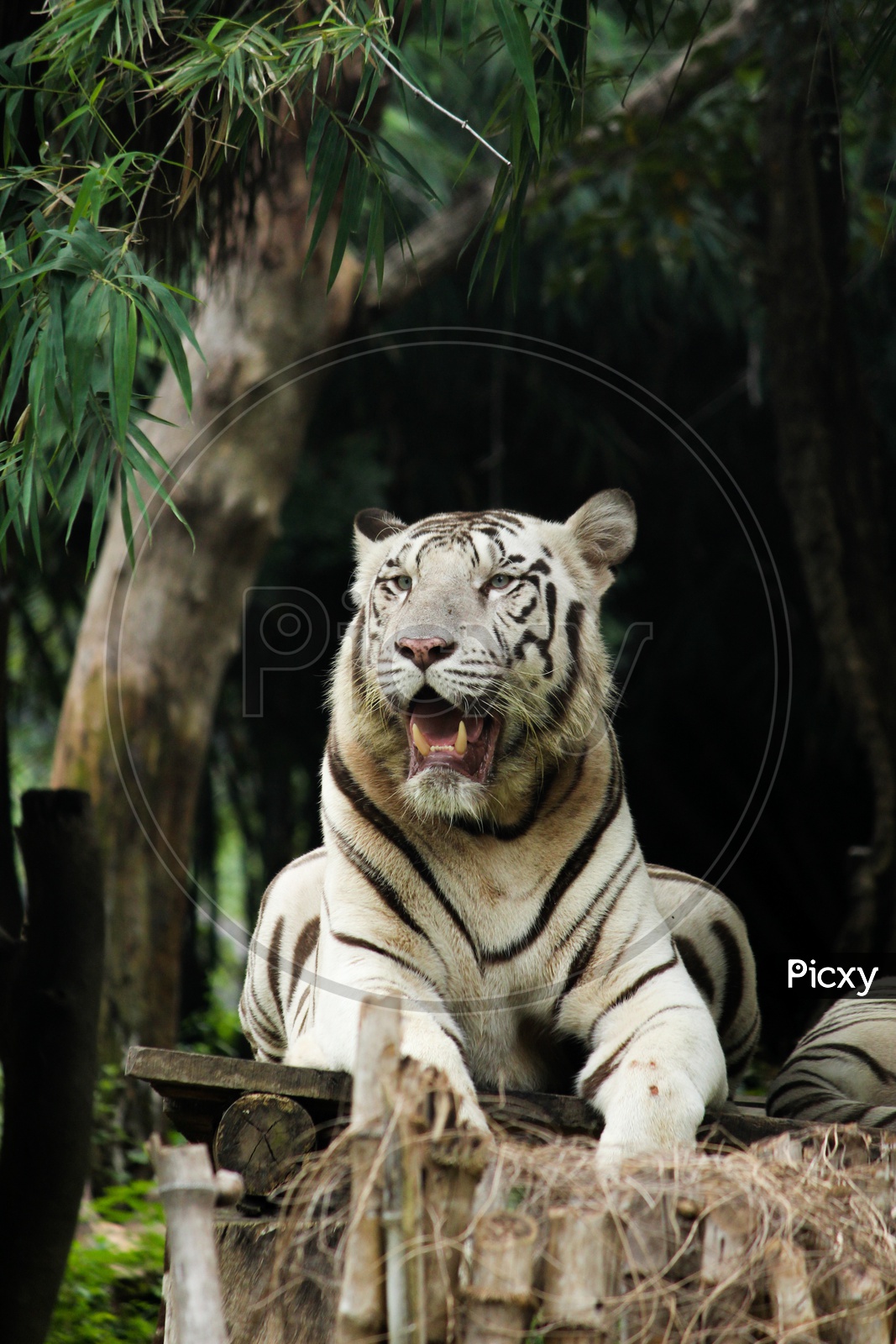 White tiger..