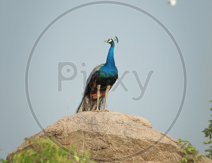 National bird of India,Peacock..