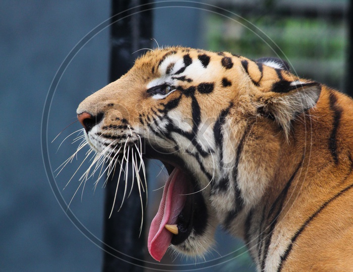 Royal Bengal tiger..
