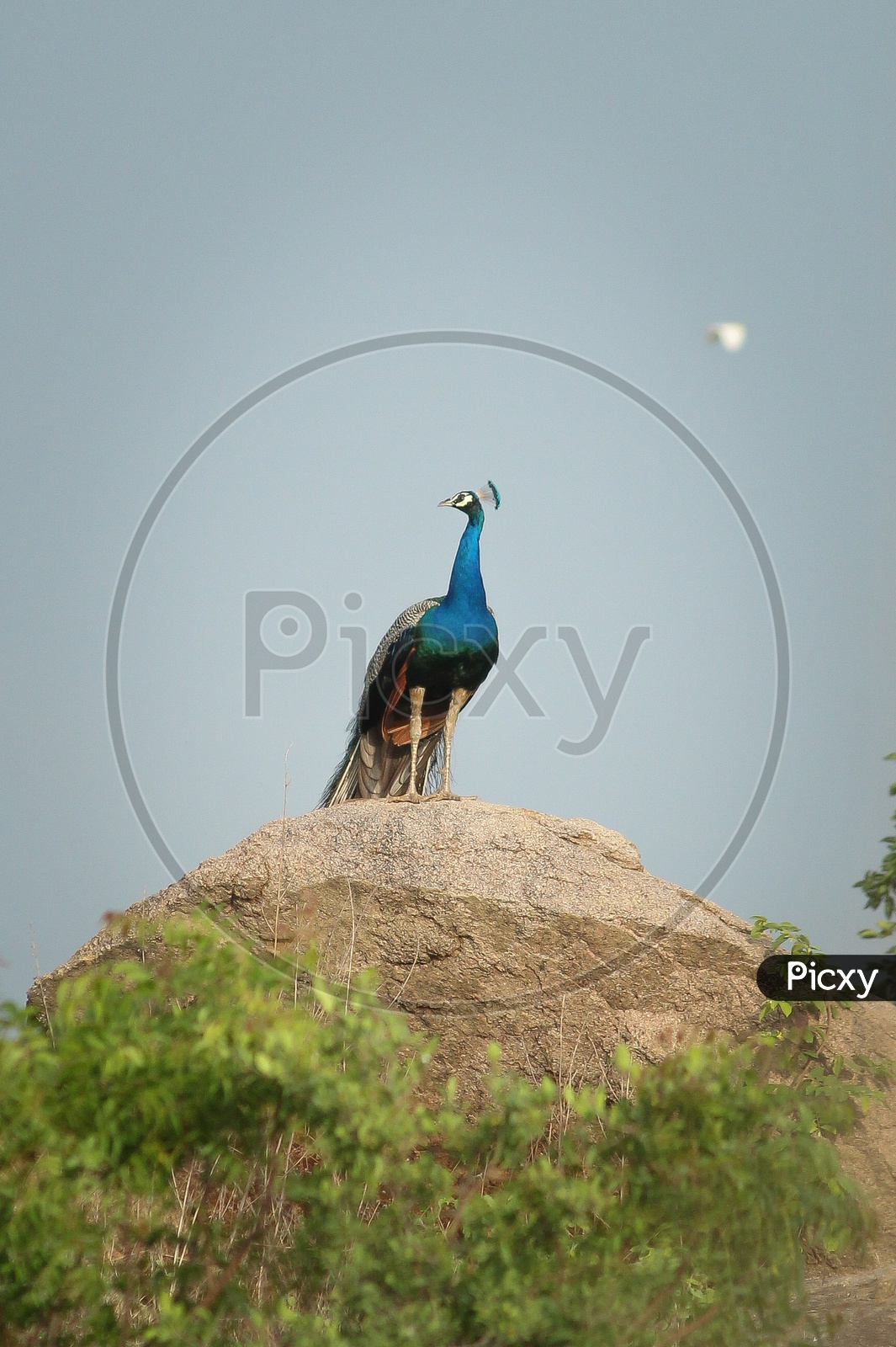 National bird of India,Peacock..