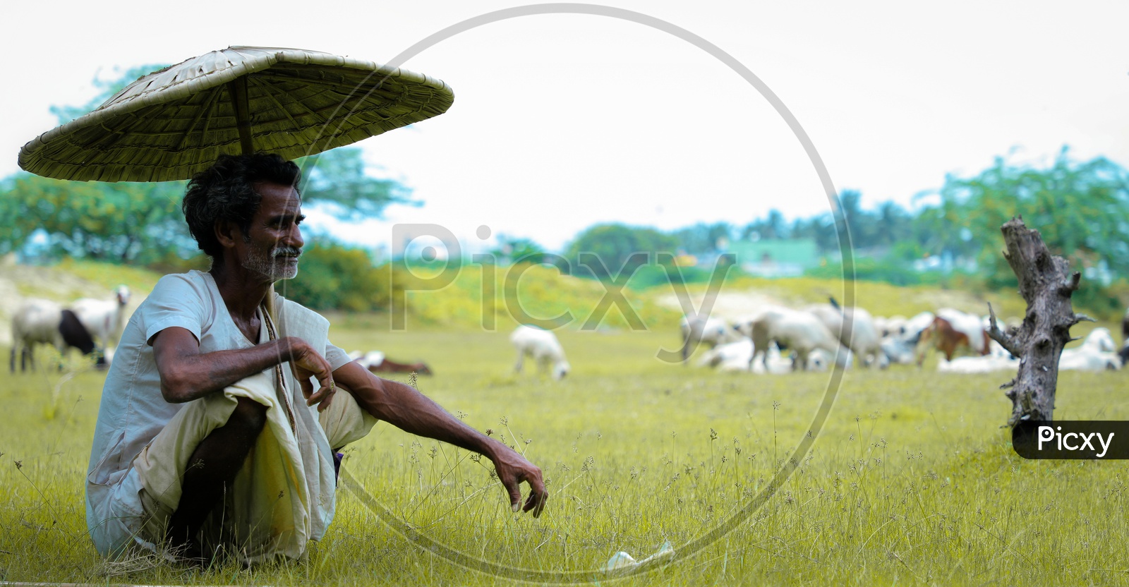 Rural Indian shepherd