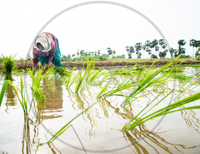 Woman planting Paddy Saplings  in a Paddy Crop