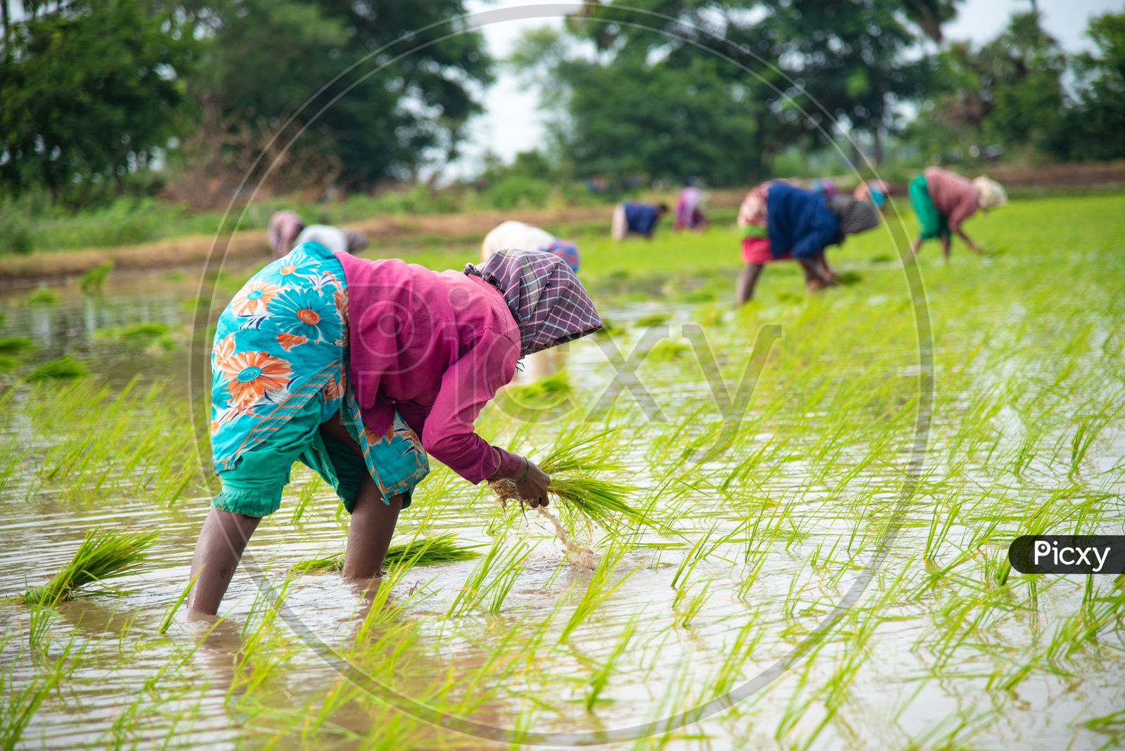 Women working in a Paddy Crop/Field