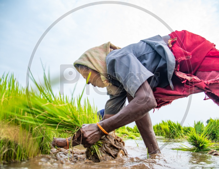 a woman plucking paddy sapliings