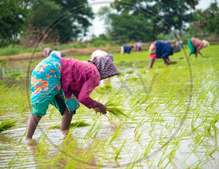 Women working in a Paddy Crop/Field