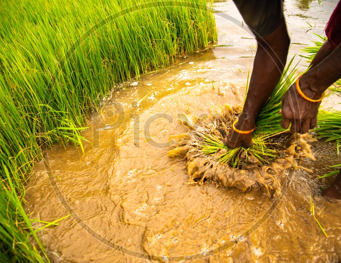 a woman making a bundle of paddy saplings