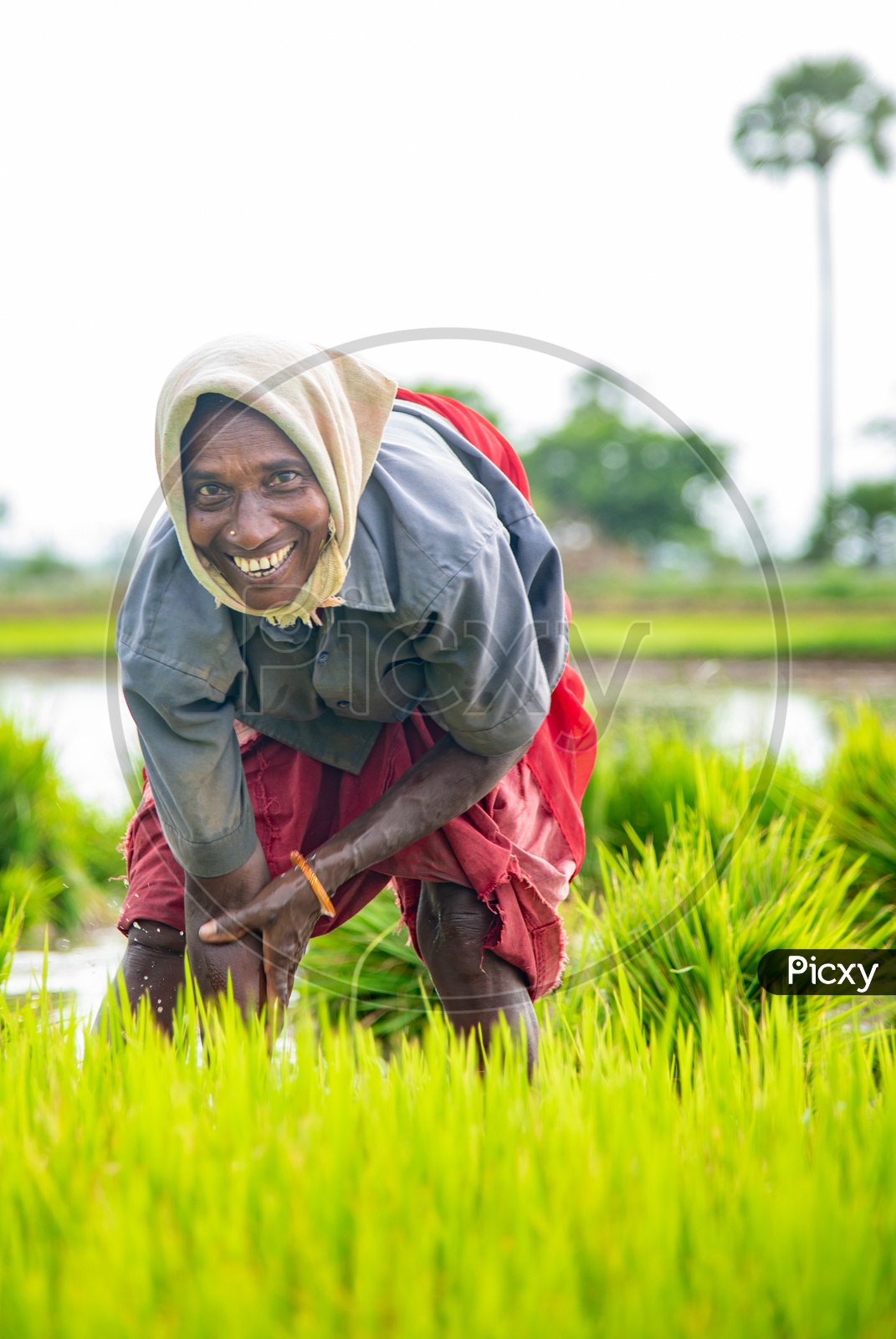 a SMILING/ HAPPY woman in a Paddy Field
