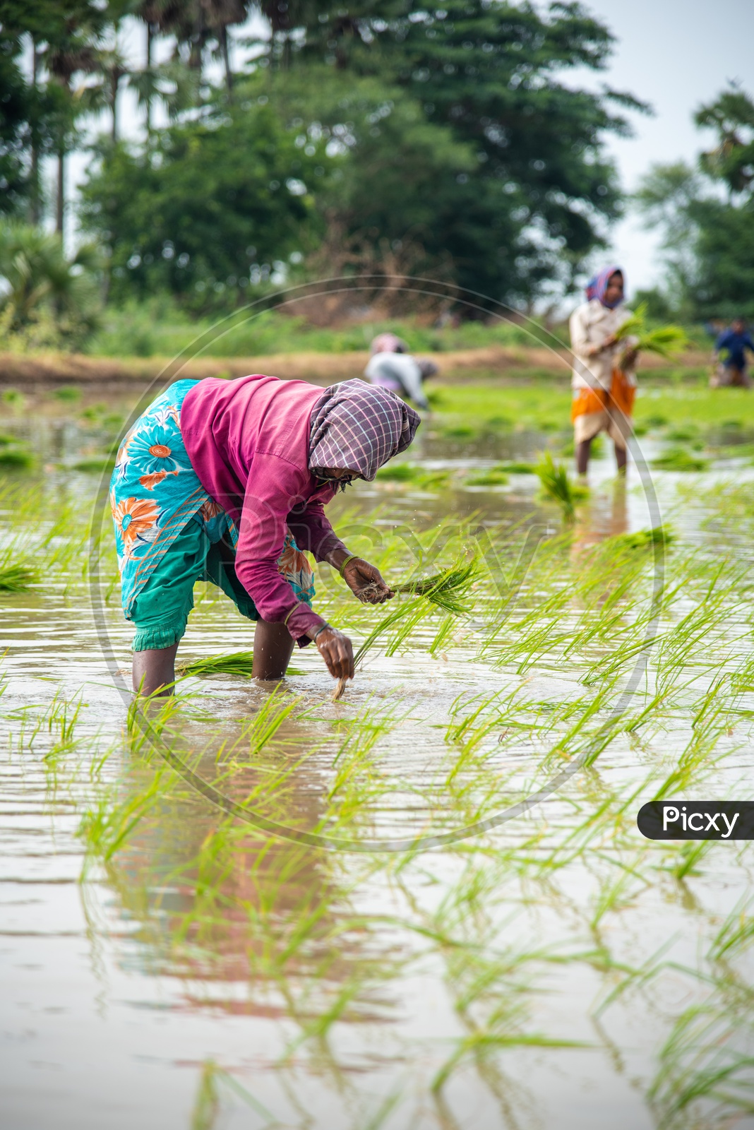 Woman planting Paddy Saplings  in a Paddy Crop
