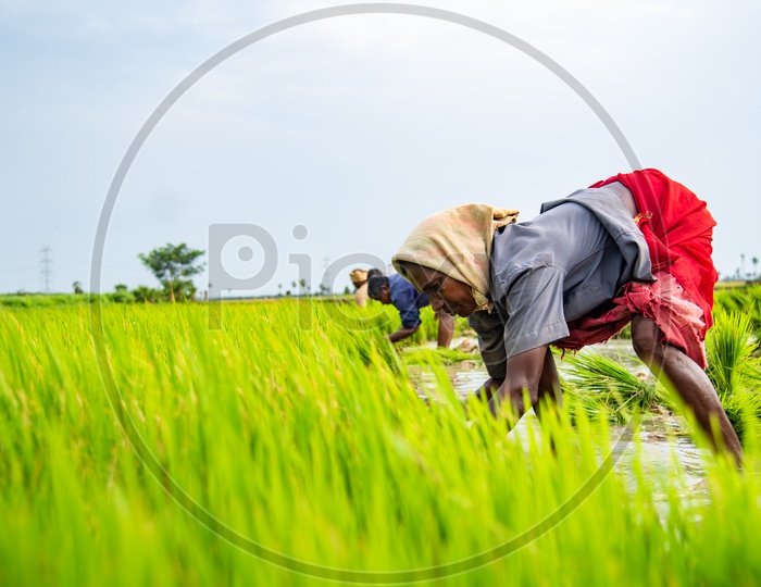 a woman plucking paddy saplings