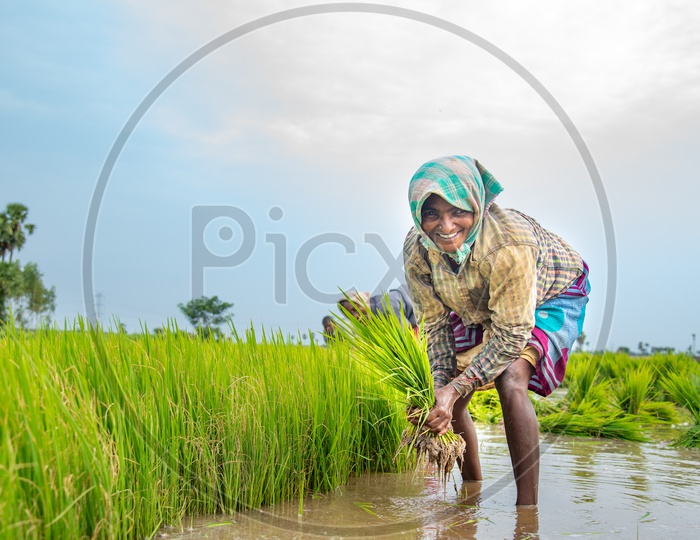 a SMILING/ HAPPY woman farmer  in a Paddy Field