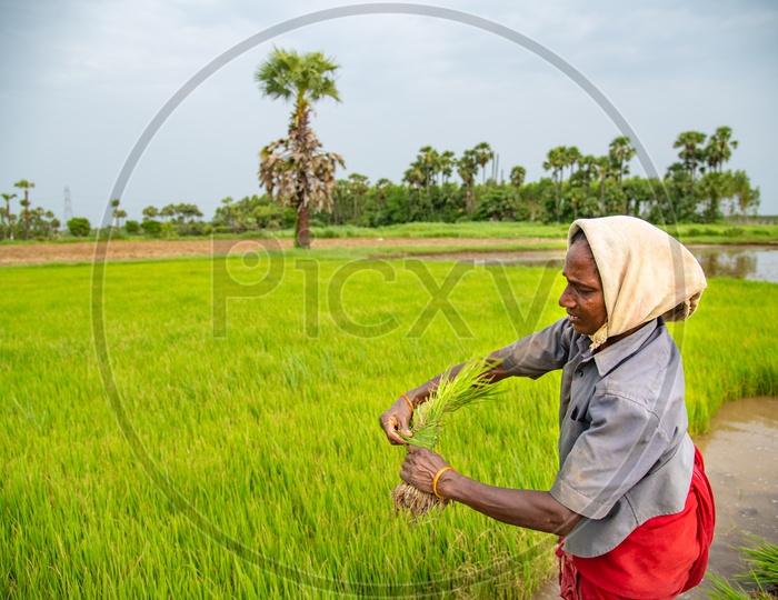 a woman making bundles of paddy samplings