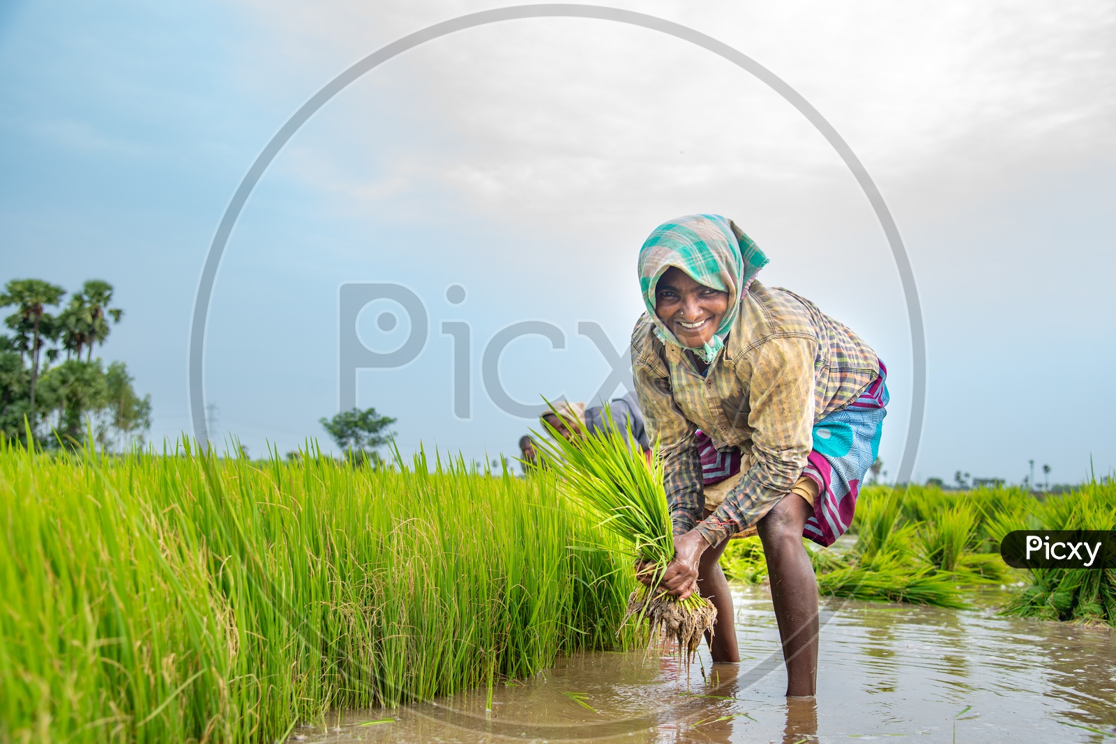 a SMILING/ HAPPY woman farmer  in a Paddy Field