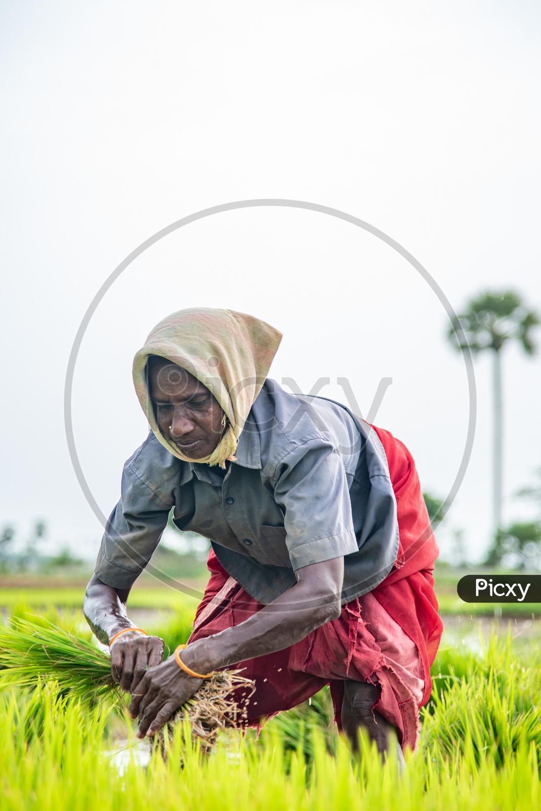 A woman working in a Paddy Crop with Paddy Saplings