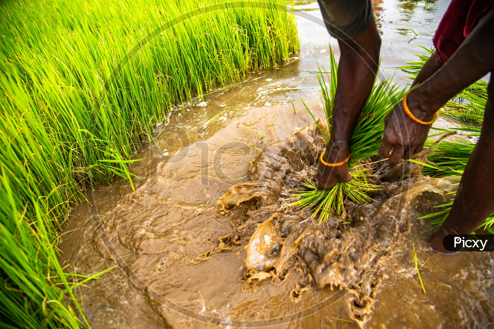 a woman making a bundle of paddy saplings