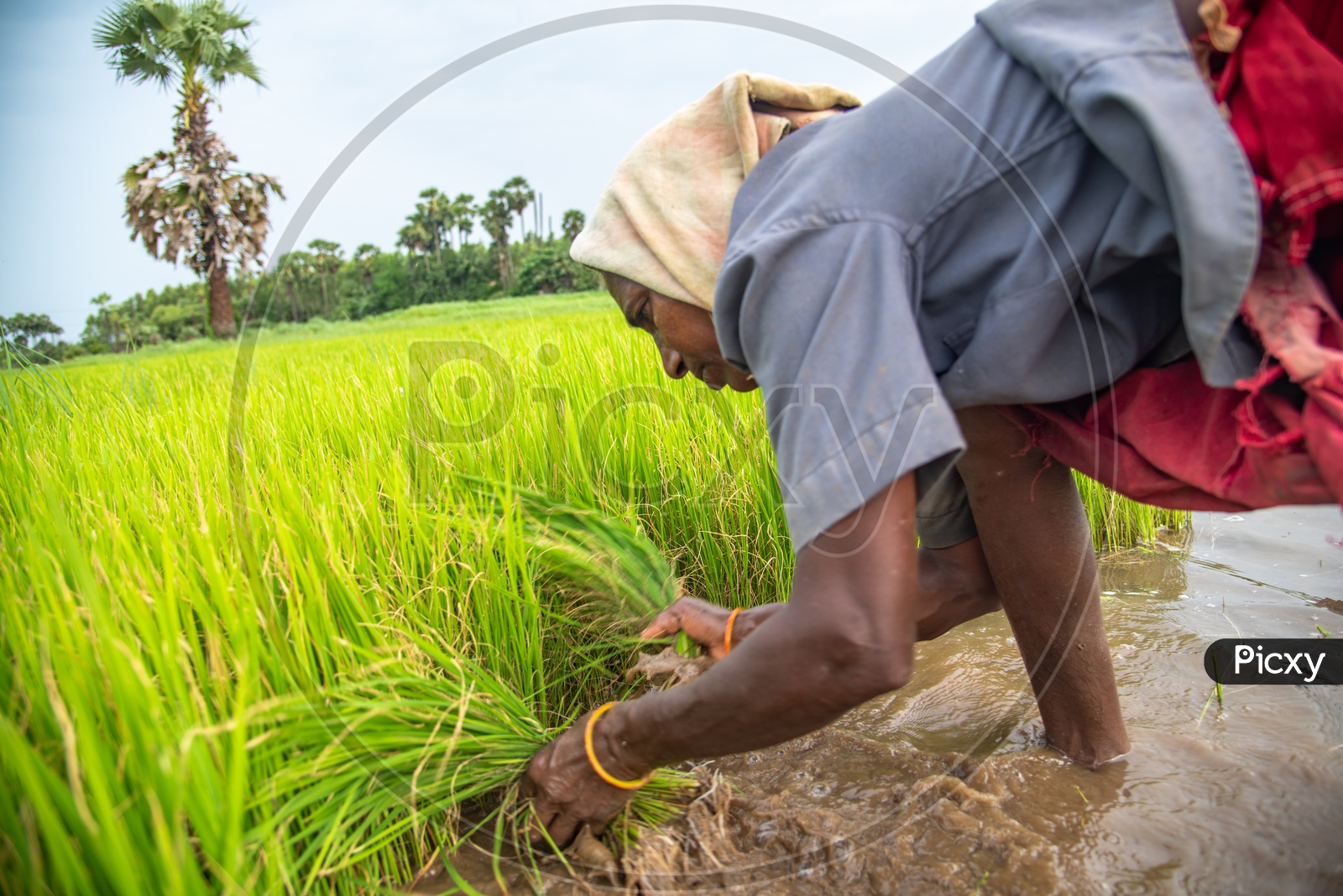 a woman plucking paddy saplings