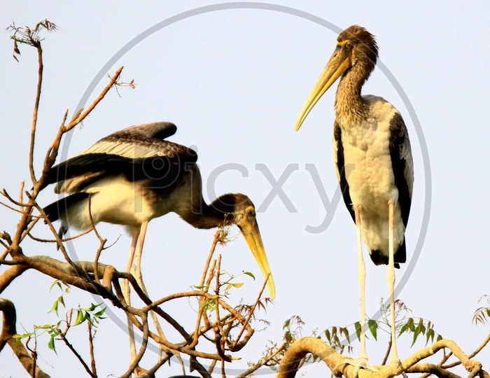 Painted storks juvenile