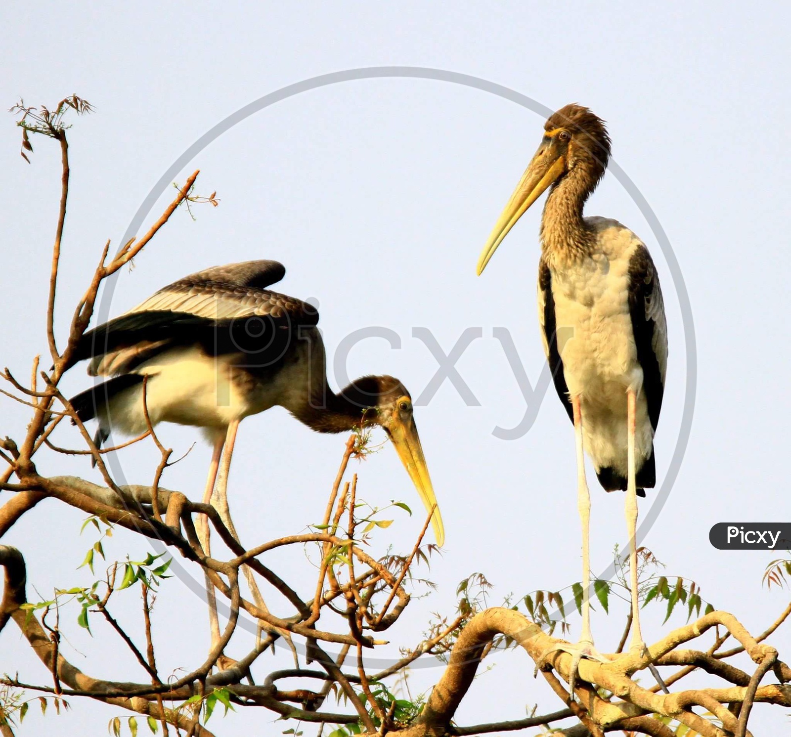 Painted storks juvenile