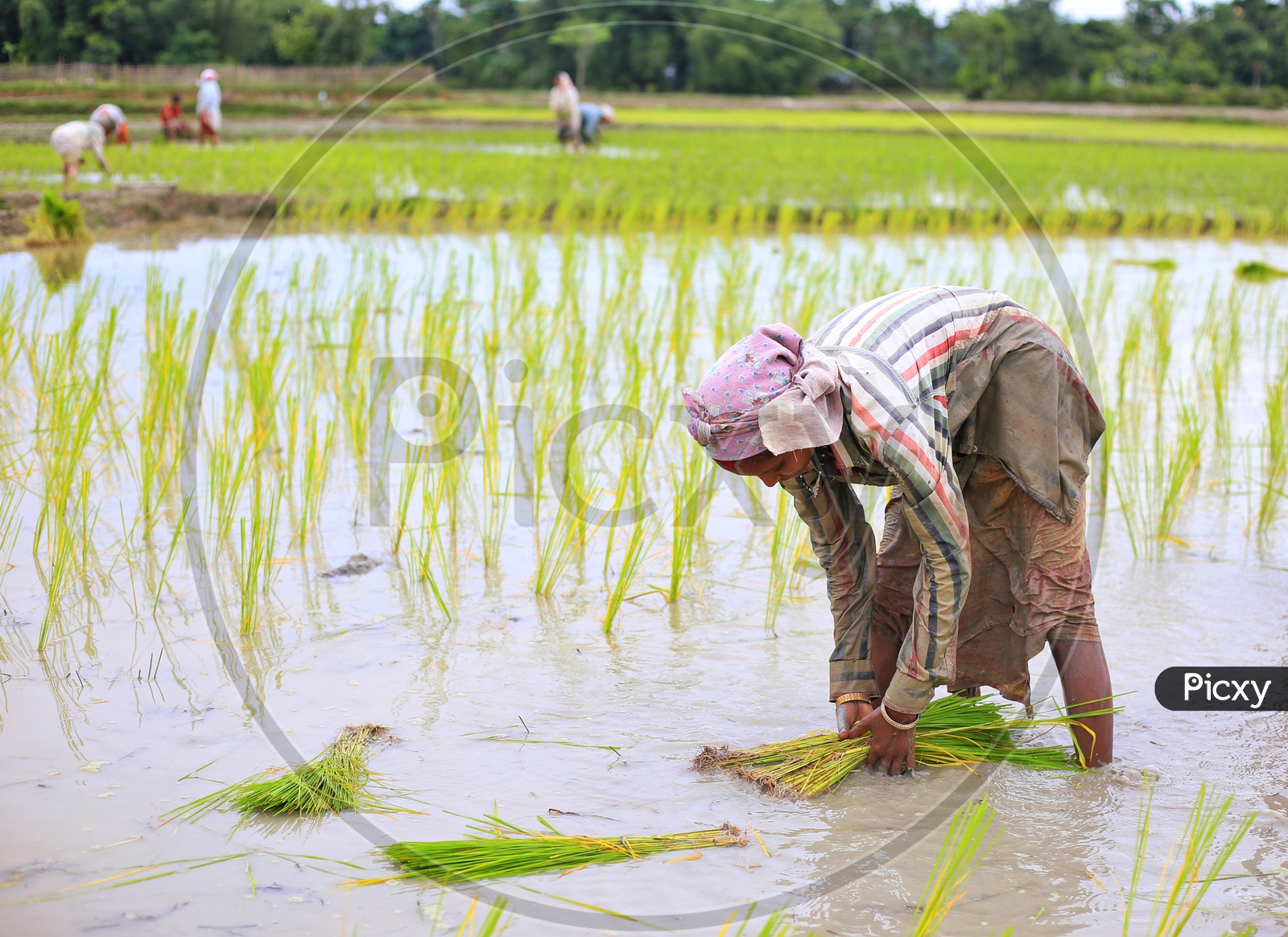 Female Farmers Planting Paddy Saplings