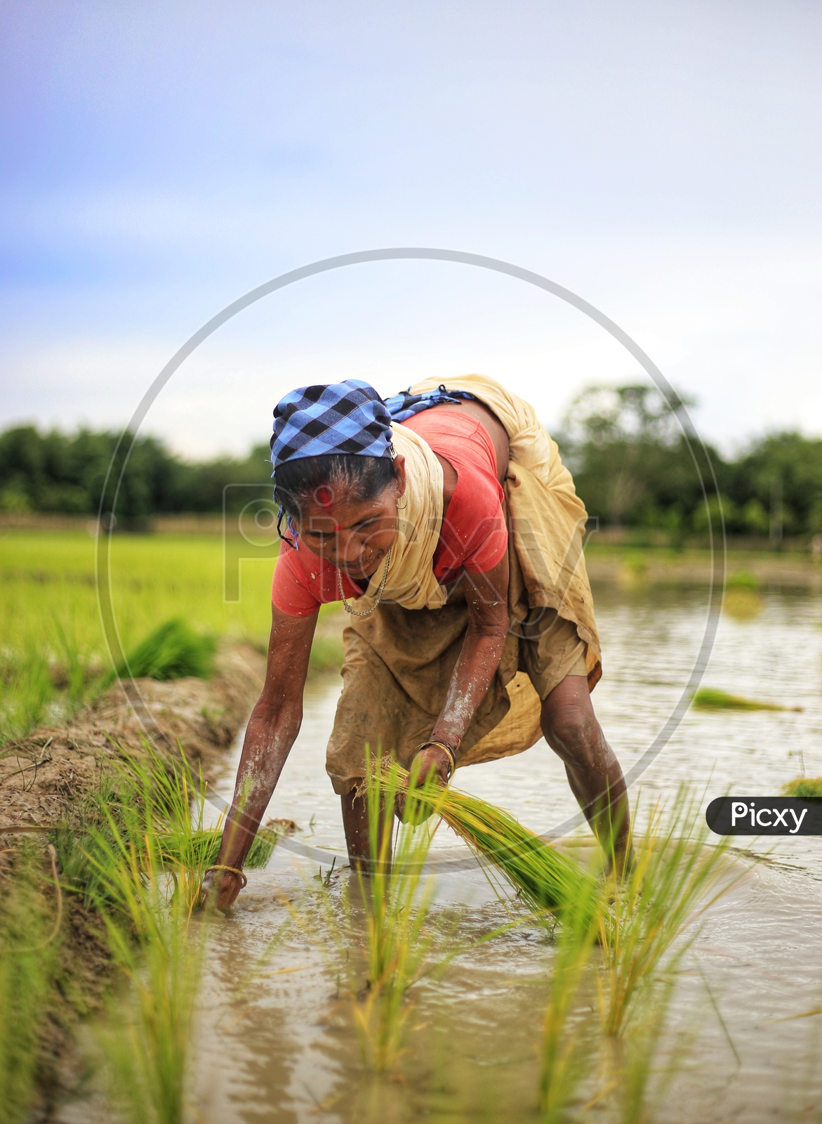 Female Farmer Planting Paddy Saplings