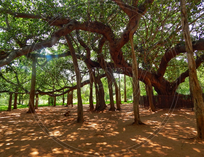 Trees in Auroville Ashram