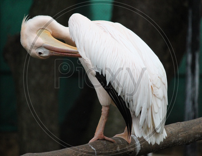 The Grooming Pelican