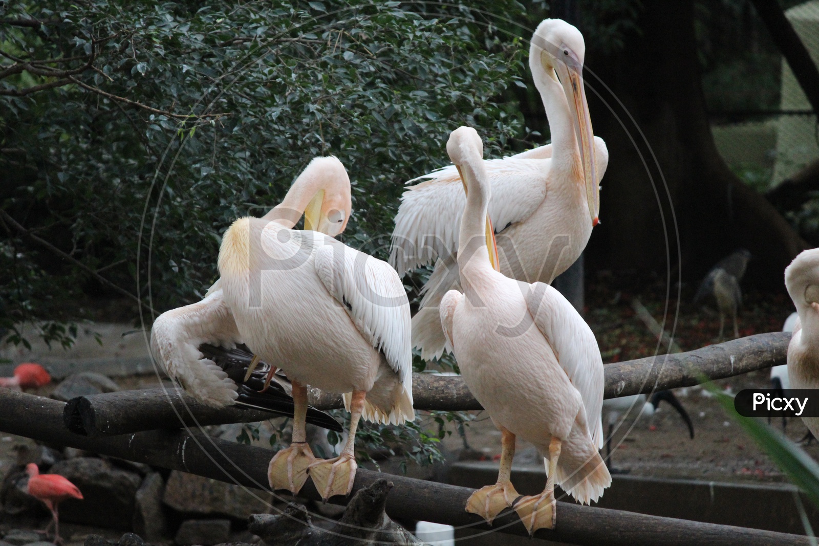 The Grooming Pelicans