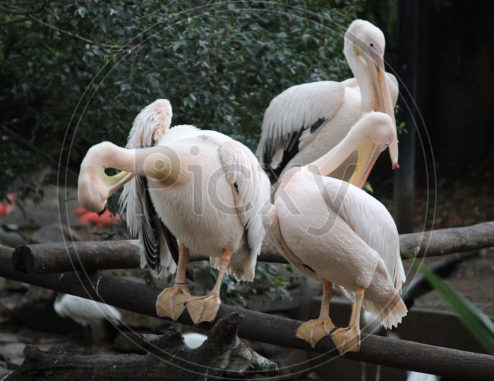 Grooming Pelicans