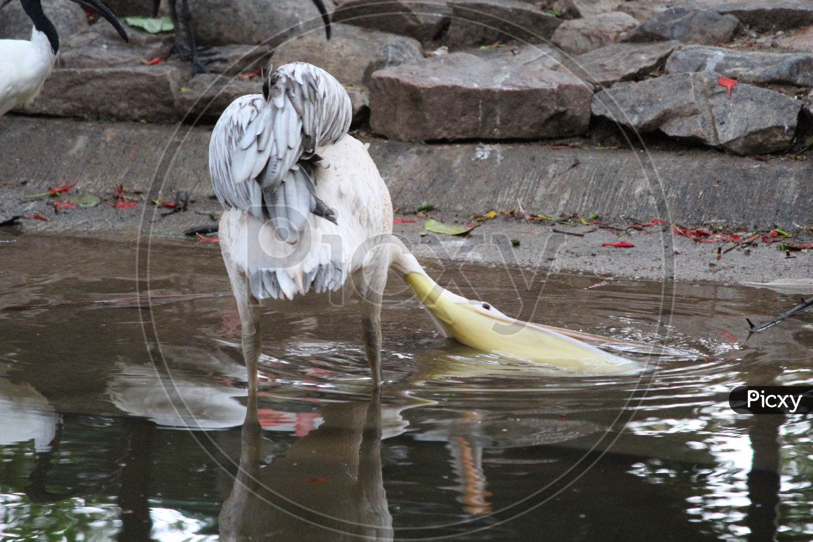 Thirsty Pelican