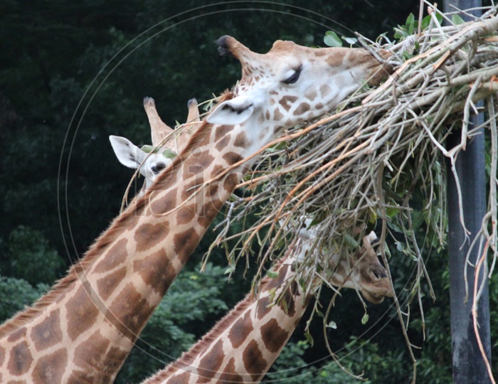 Giraffe munching