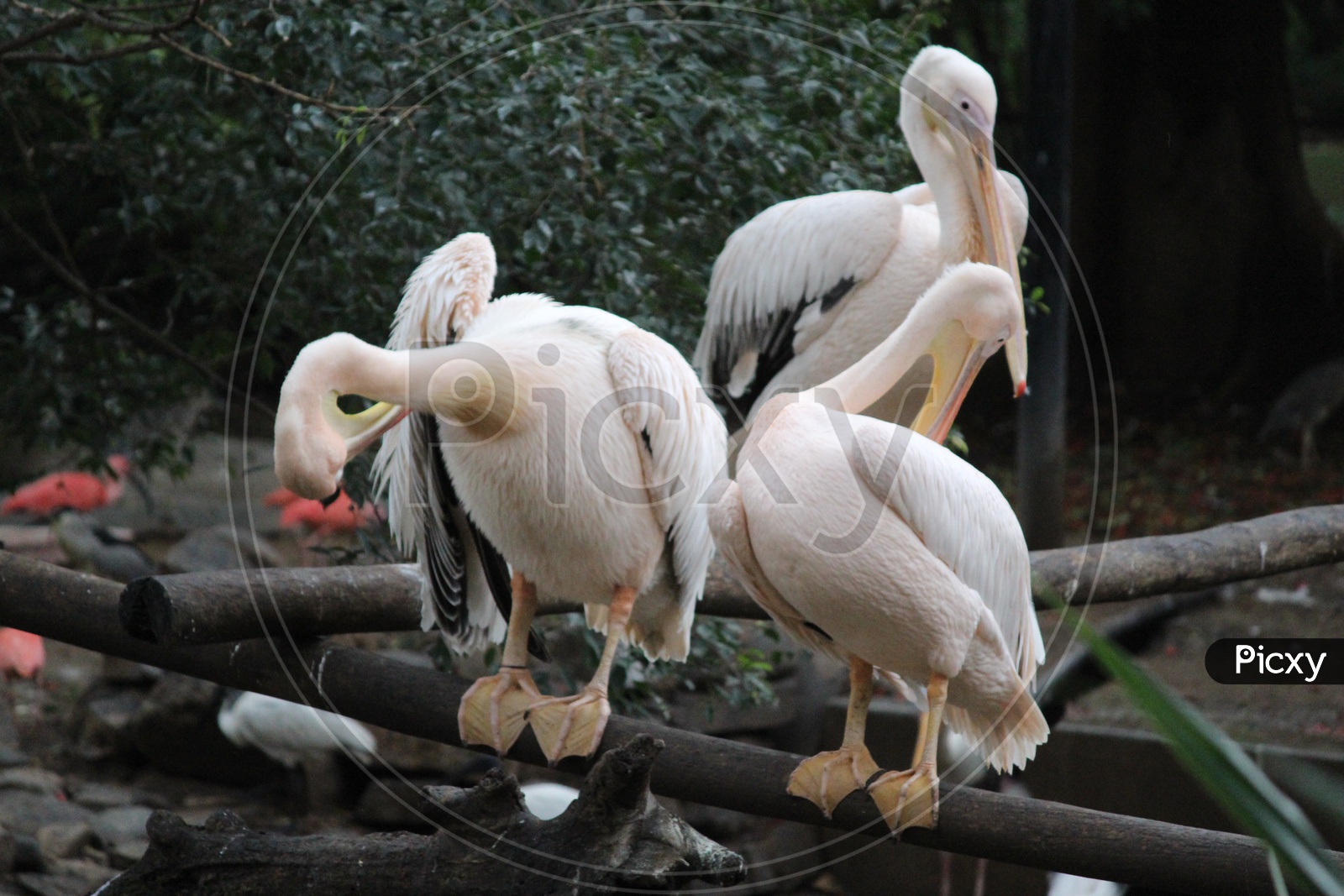 Grooming Pelicans